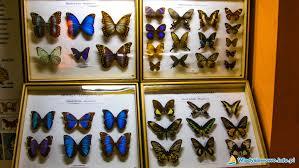 Butterfly Museum in Wladyslawowo